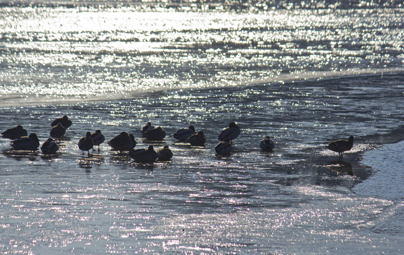 canards2 hiver.jpg