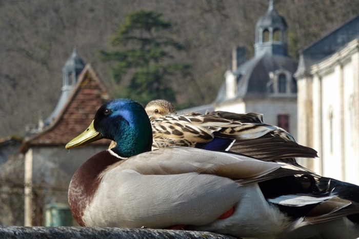 P1000830(1).JPG