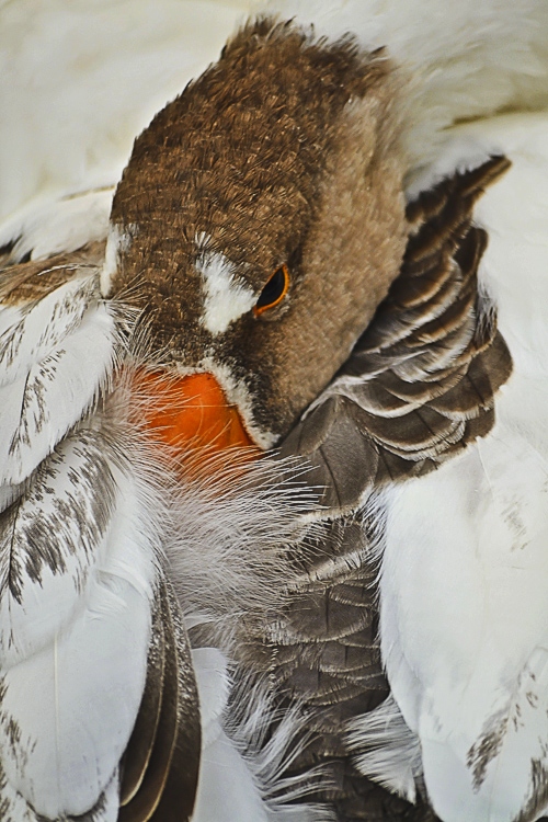 canard frileux.JPG