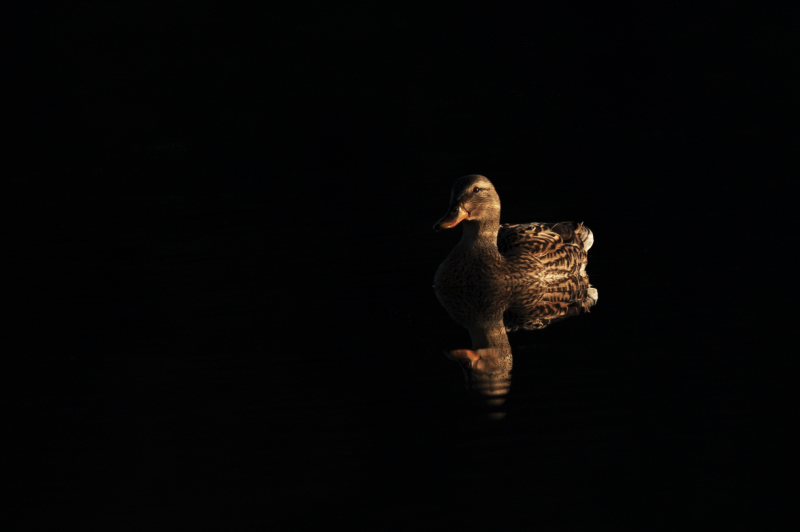 gus canne1_01.JPG