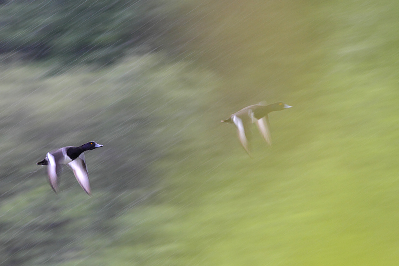 Fuligules morillons sous la pluie.JPG