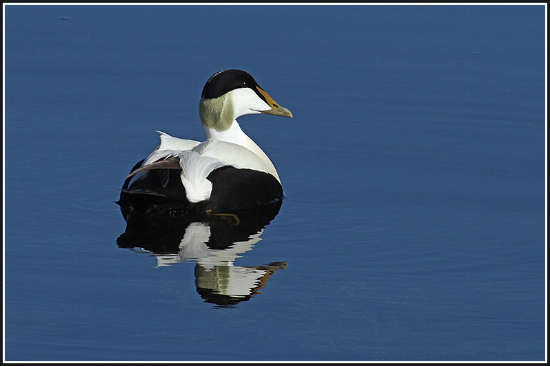 Eider-à-duvet-mâle.jpg
