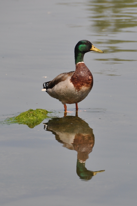 DSC_0962.JPG