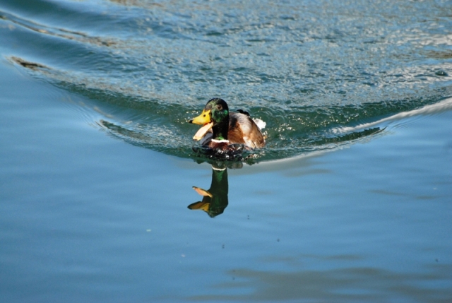 DSC_0006.JPG