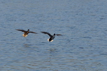 DSC_0113.JPG