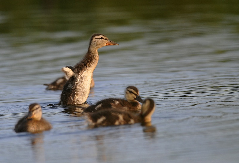 Canard colvert juvenile.JPG