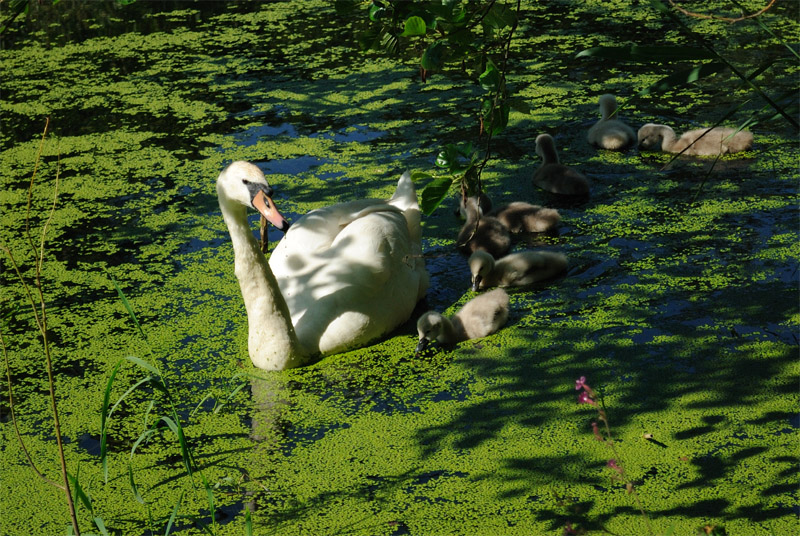 famille de cygne 2 - copie.JPG
