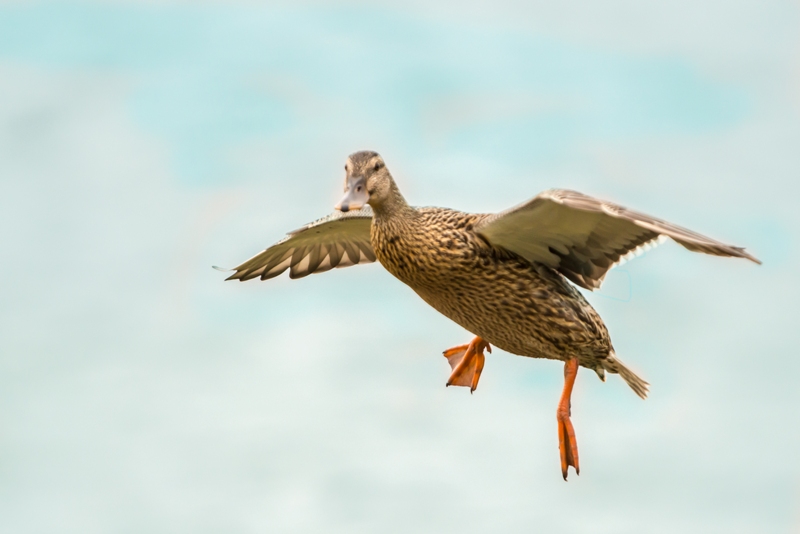 colvert cane en vol concours 1.jpg
