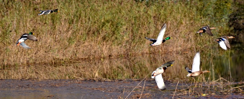 DSC_0873 - Copie.JPG