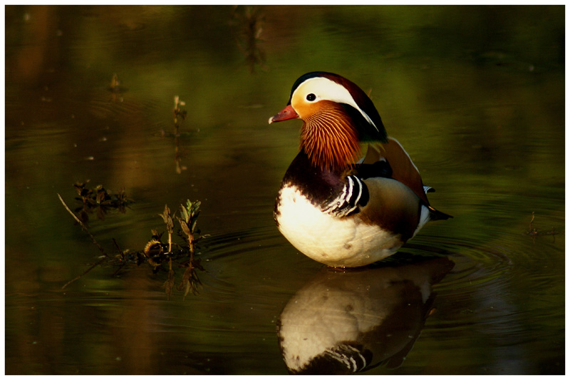 Mandarin_1.jpg