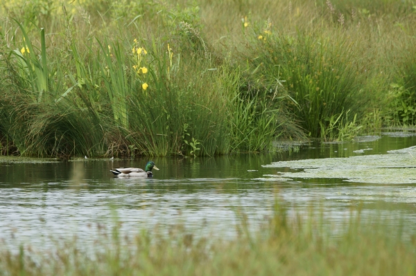 Colvert.jpg