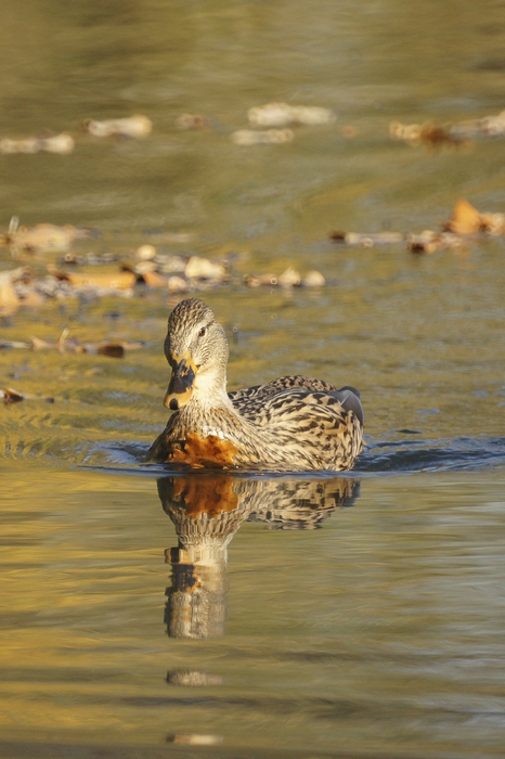 Colvert femelle.jpg