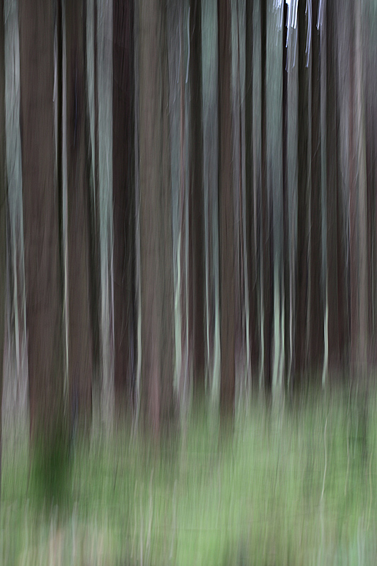 conifères filé 10 copie.jpg