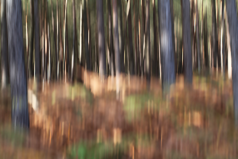 conifères filé 1 copie.jpg