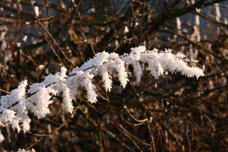 branche de glace.JPG