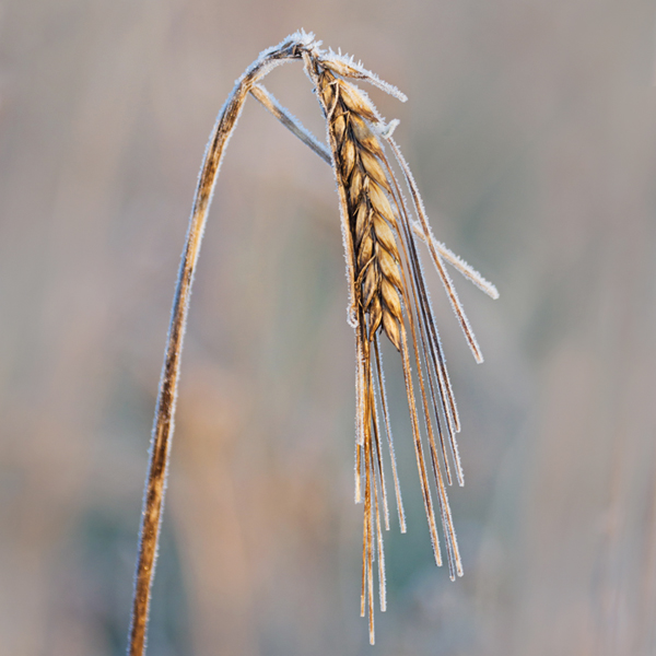 blé-d'hiver.jpg