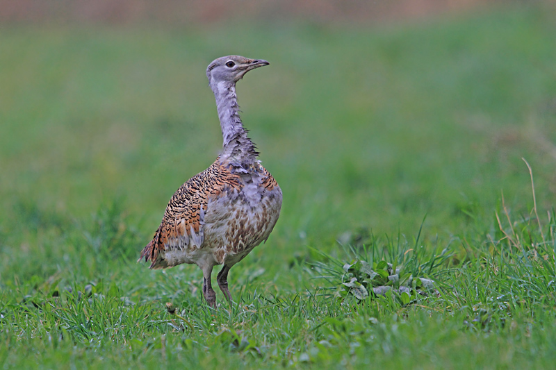 1- Janvier  Outarde barbue copie.jpg