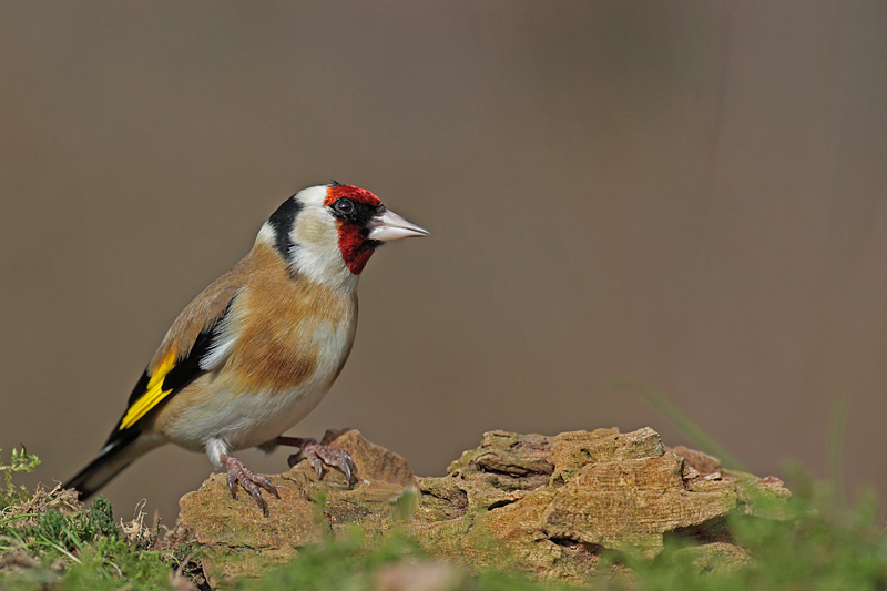 2- Février Chardonneret.JPG