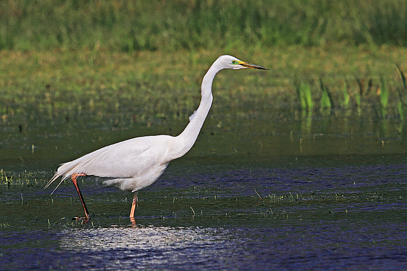 3- Mars Grande aigrette.JPG