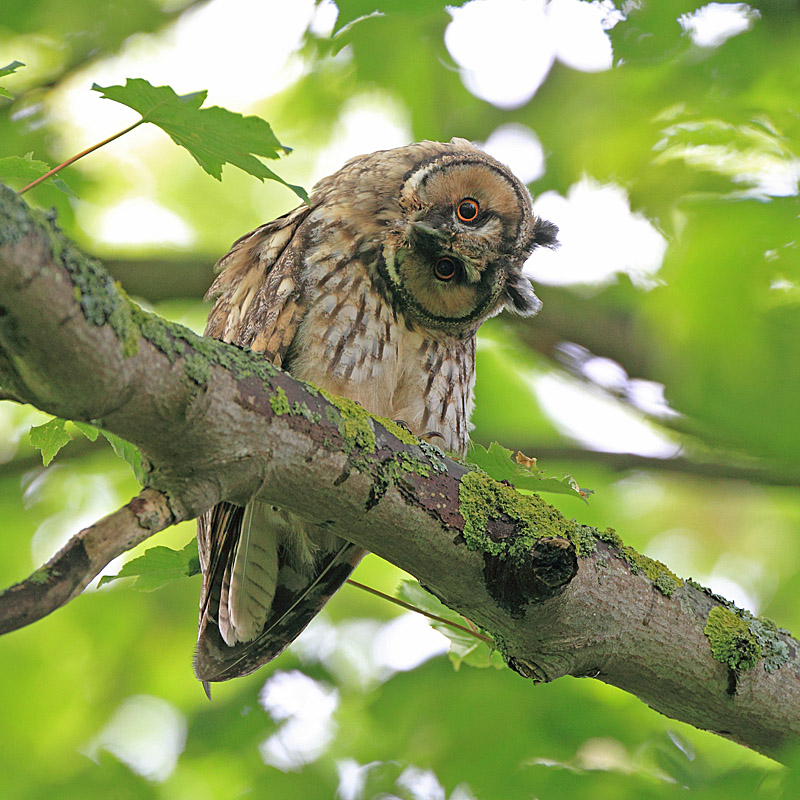 6- Juin  Hibou moyen duc juvénile.JPG
