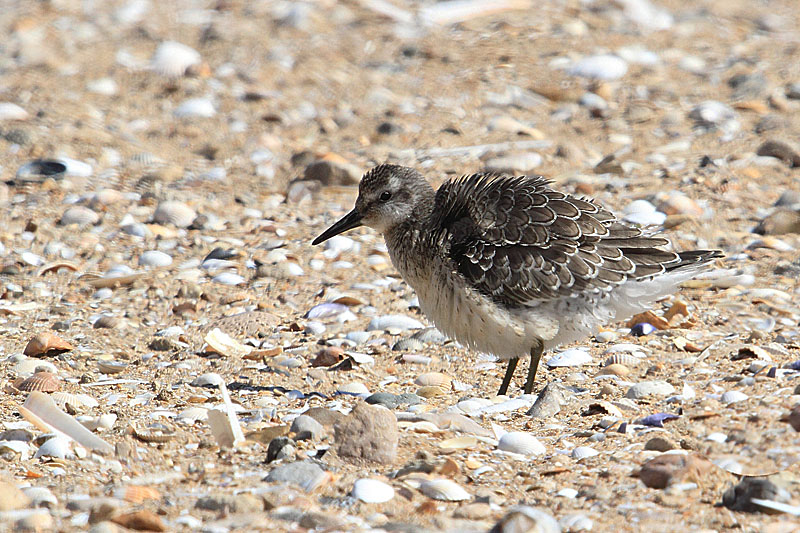 8- Aout Bécasseau maubéche.jpg