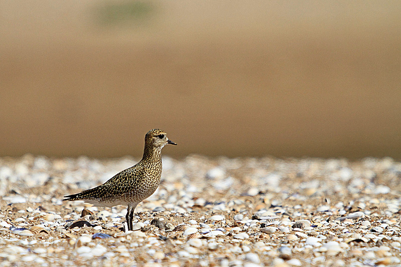 9- septembre  pluvier doré.JPG