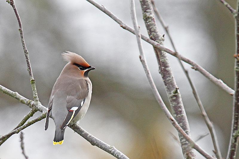 12- Décembre  Jaseur boréal.JPG