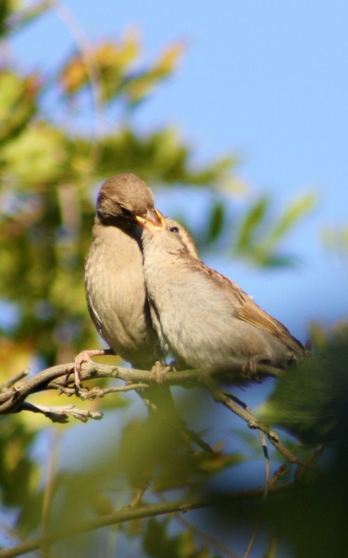 Juillet (Cópia).jpg