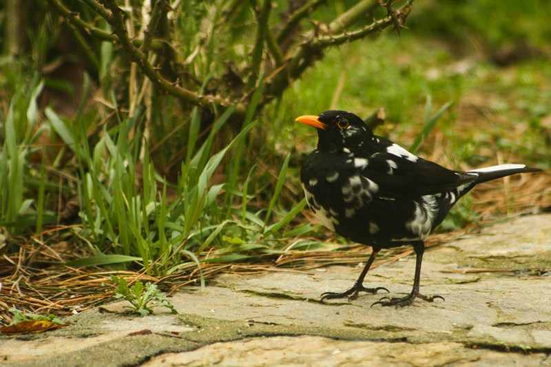 Décembre (Cópia).jpg