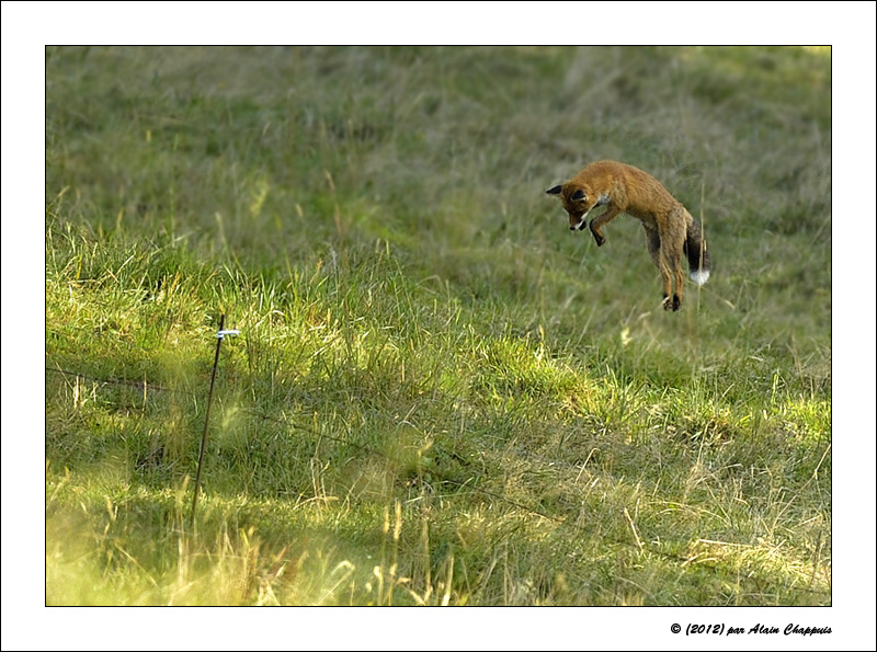 REN-ROU-VIII-2012-3.jpg