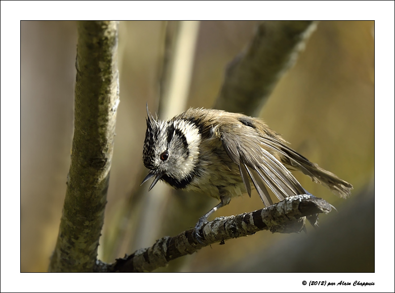 MES-HUP-X-2012-1.jpg
