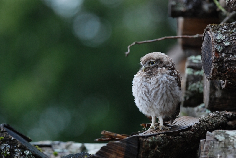 DSC_4021 chevêche.jpg