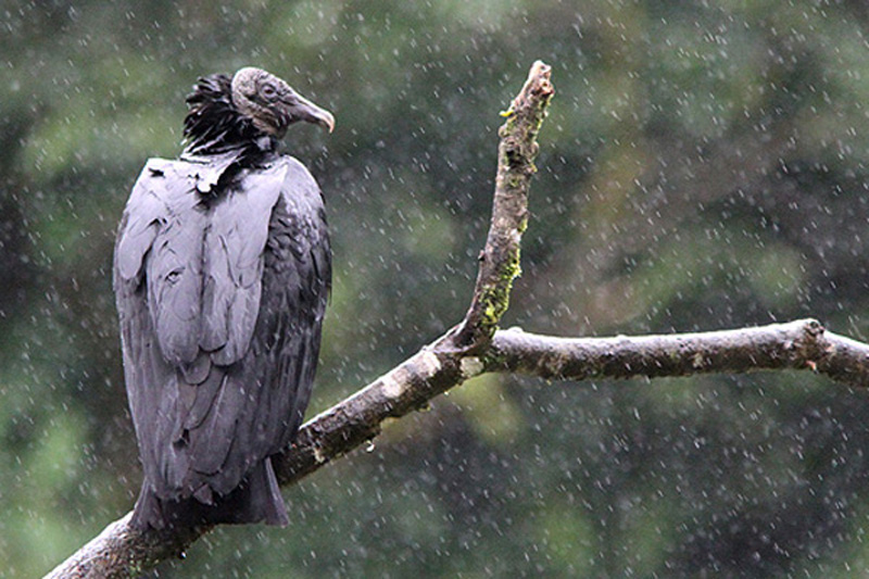 Costa Rica 2011 320.JPG