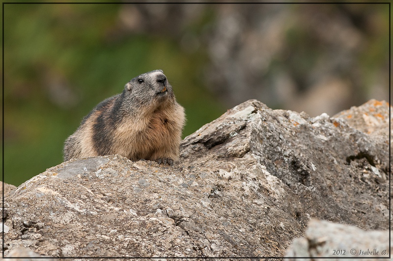 09_marmotte_IB_2012_001.jpg