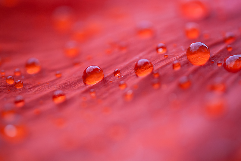 goutte2.jpg
