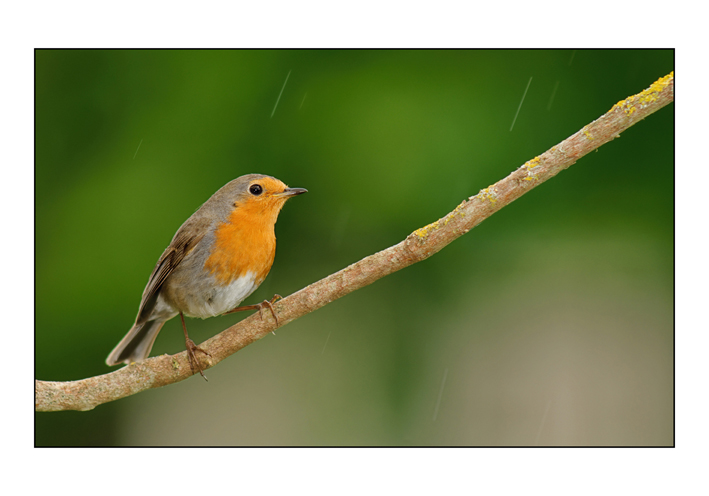 Sous la pluie_003.jpg