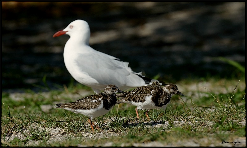 DSC_3657.JPG