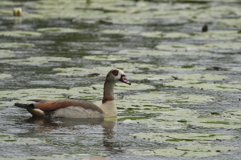 Ouette! La belle douche.jpg