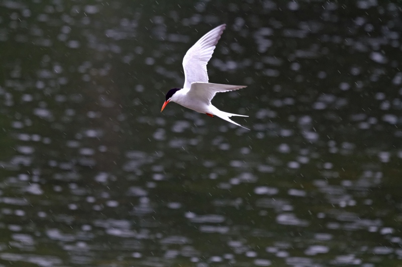 10072011 EOS 7D - 040 Sterne en stationnaire sous la pluie.jpg