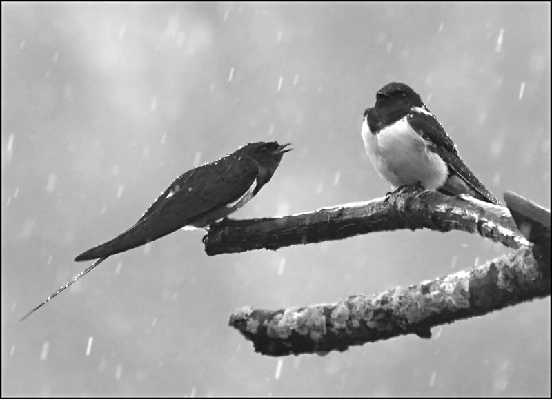 Discussion d'Hirondelles.JPG