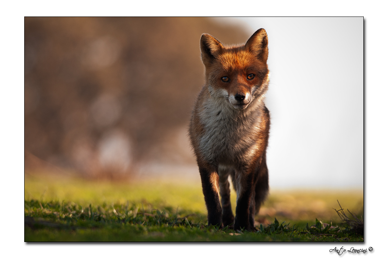 Mammifères (17).jpg