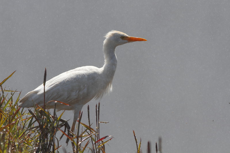 HERON GARDE BOEUFS 1.jpg