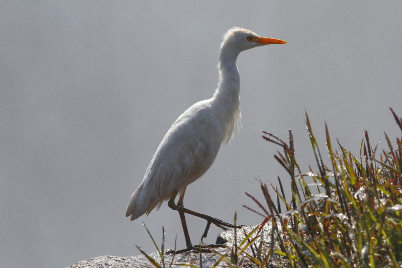 HERON GARDE BOEUFS 2.jpg