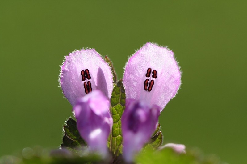 fleurs avril 2012 red.jpg