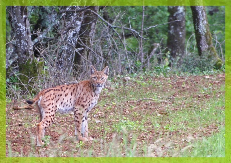 lynx juin 2012 red.jpg