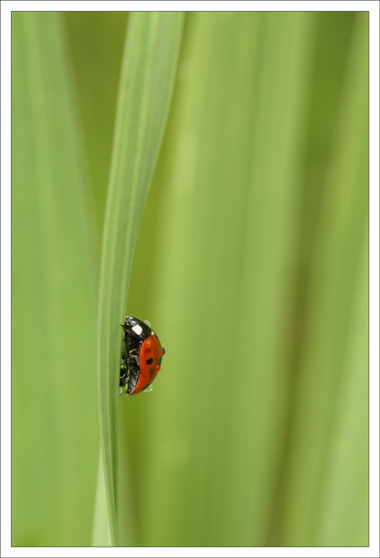 ‎Coccinelle 4 ‎septembre ‎2011 N2.jpg