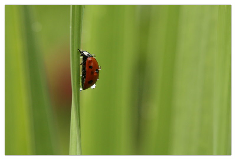 Coccinelle-4--septembre--20.jpg
