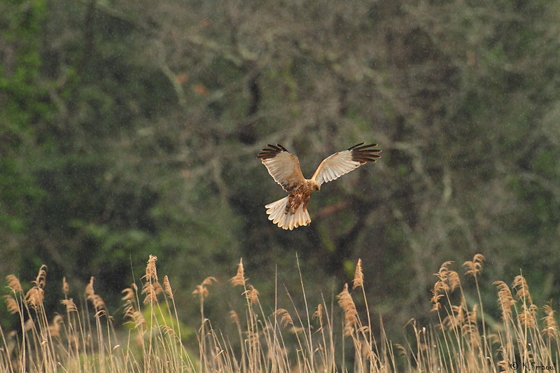 busard des roseaux sous la pluie.JPG