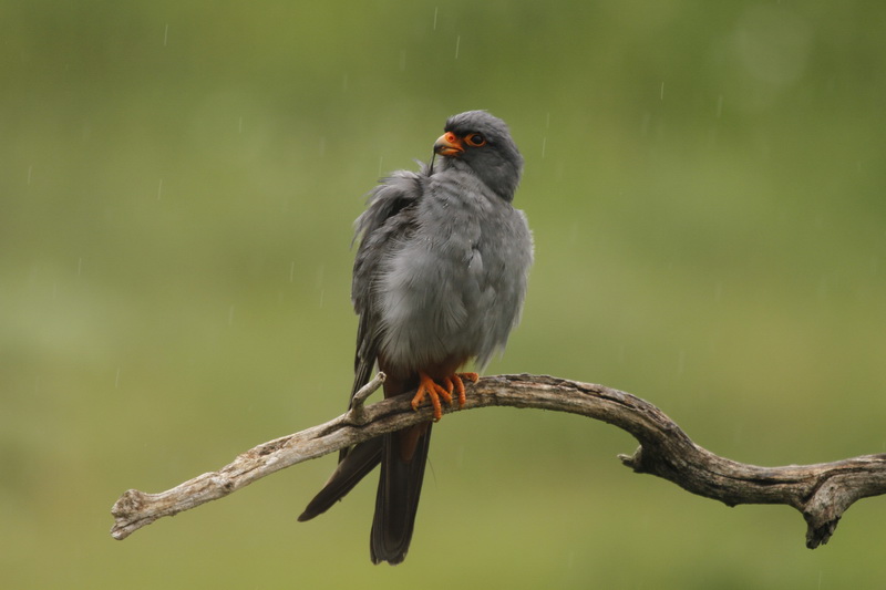 faucon kobez sous la pluie.JPG