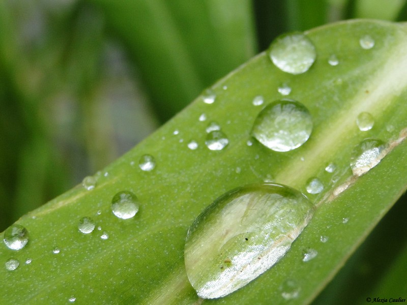 Gouttes d'eau.JPG